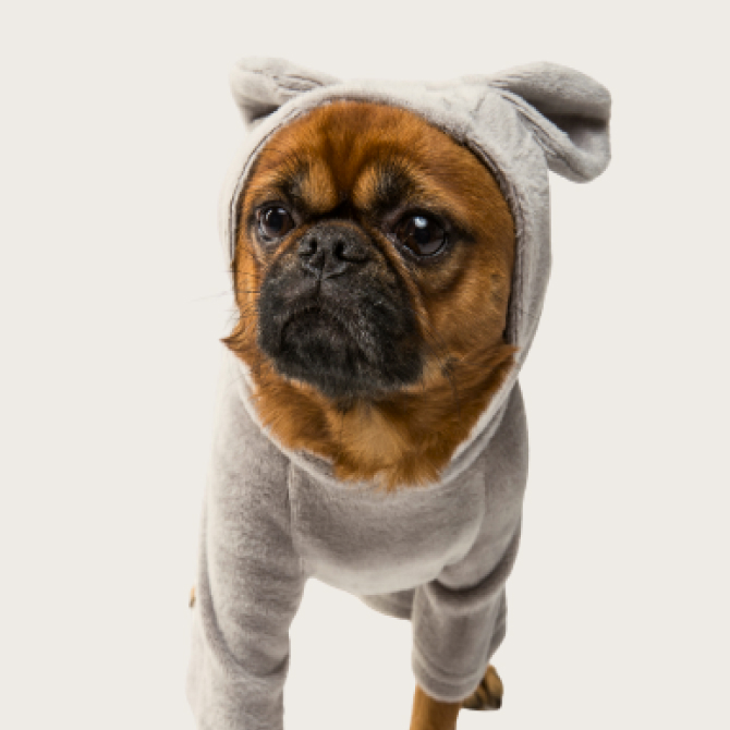 Köpeğinizin Tüy Bakımı İçin 5 Altın Kural