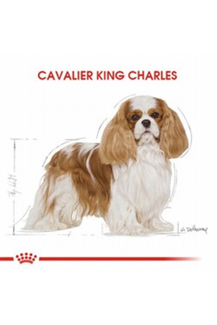 Royal Canin Köpek Mama Cavalier King Charles 1.5Kg görsel 3