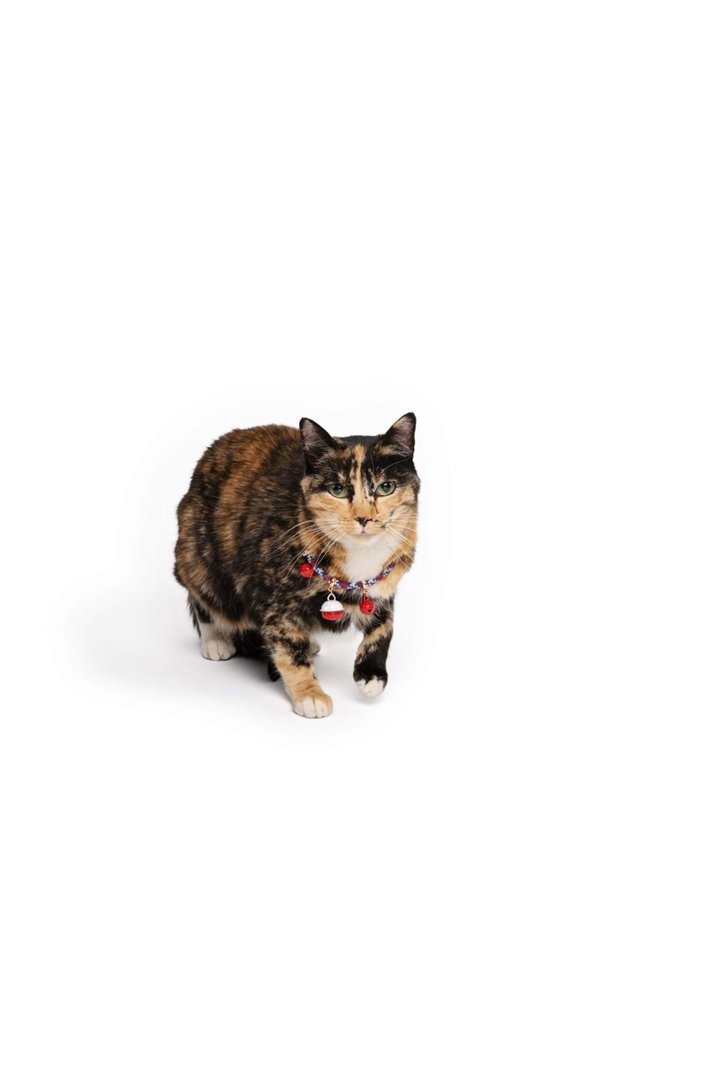 M-Pets Kedi Boyun Tasması Pixie Zilli Mavi-Kırmızı görsel 4