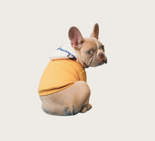 Catit Kedi Tünel Oyuncağı